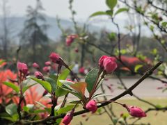 -铁山坪森林公园