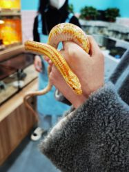 -Moni星球萌宠·小马宝莉·灵蛇·高端高阶全萌宠互动体验俱乐部(红豆国际广场店)