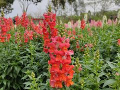 -天适樱花悠乐园