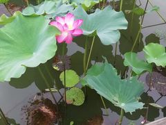 -新江湾城公园