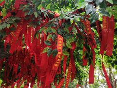 -上海佘山国家森林公园西佘山园