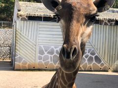 -泉州海丝野生动物世界