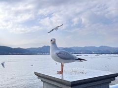 -海埂大坝