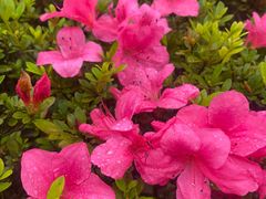 -重庆中央公园(渝北区)