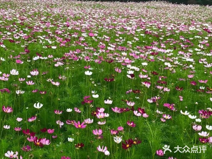 南京中医药大学(仙林校区)图片