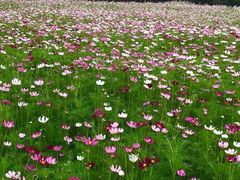 -南京中医药大学(仙林校区)