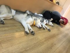 -Husky Go! 哈士奇体验馆·宠物咖啡厅狗咖