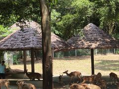 -深圳野生动物园