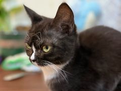 -楼上猫咖(罗湖店)