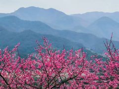 -新建村梅花