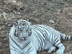 -石家庄市动物园