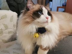 -李小姐の猫咖啡馆(五角场店)