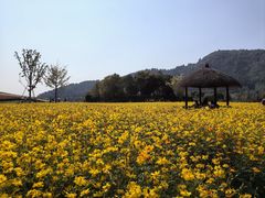 -径山花海