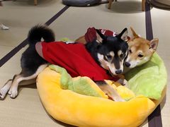 -逗柴咖啡屋·狗咖猫咖宠物桌游
