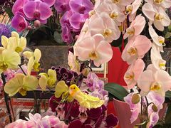 -越秀西湖花市(广州城市广场花卉店)
