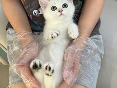 -lincat·猫舍(广州店)