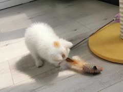 -平行世界·猫咖(首经贸店)