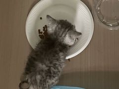 -爱妮康宠物医院·干细胞免疫细胞·肿瘤·心脏(张江店)