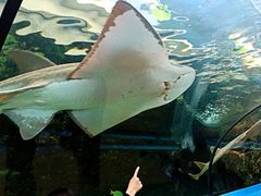 -悉尼海洋生物水族馆