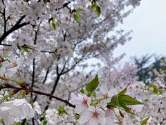-武汉大学-樱园