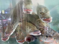 -煲来饱去冷水鱼