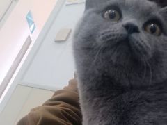 -佳怡动物医院·平价24小时·猫专科骨外科