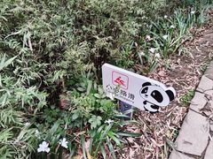 -都江堰中华大熊猫苑