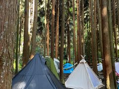 -武陵山森林公园