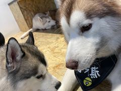 -Husky Go! 哈士奇体验馆·宠物咖啡厅狗咖