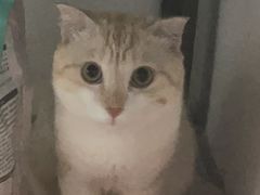 -乐琪宠物医院·犬猫专科·骨外科·急重症