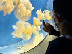 -芜湖新华联大白鲸海洋公园