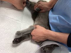 -纳吉亚猫专科动物医院博雅分院