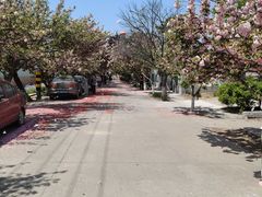-莱阳濯村樱花园