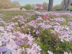 -石家庄市植物园
