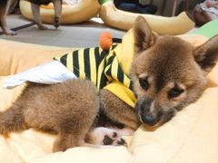-逗柴咖啡屋·狗咖猫咖宠物桌游