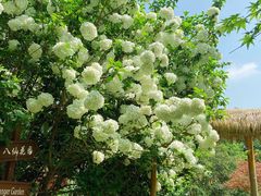 -上海共青森林公园