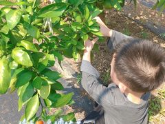 -前小桔亲子创意农场·草莓采摘·露营烧烤