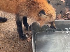 -宫城藏王狐狸村