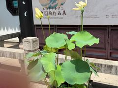 -上海醉白池公园