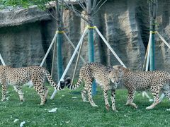 -北京野生动物园