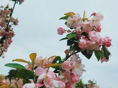 -海棠花溪(元大都城垣遗址公园)