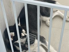 -共舞时光猫咖·狗咖(新街口店)