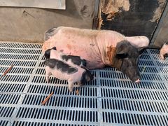 -北京鹿世界主题园