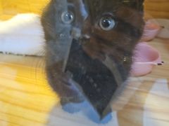 -小猫来了猫舍(福田店)