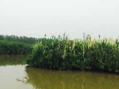 -大湾区中央湿地公园