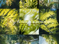 -深圳市中科院仙湖植物园