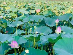 -莲花岛景区