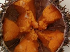 -海胆小馆(东北水饺·春柳店)