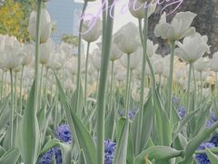 -香蜜公园