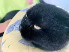 -喵屿·大理花园猫咖